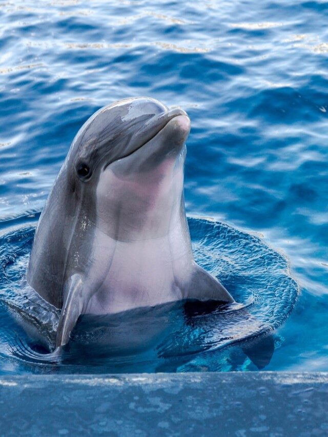 डॉल्फिन एक अद्भुत प्राणी